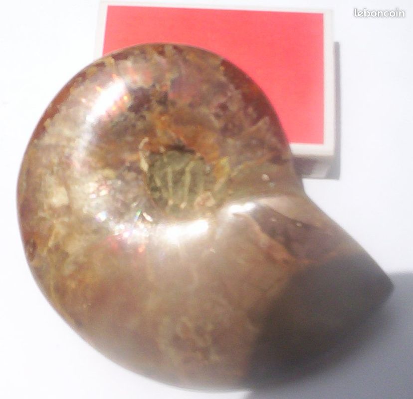 Ammonite fossile pétrifiée reflets 8cm - 1