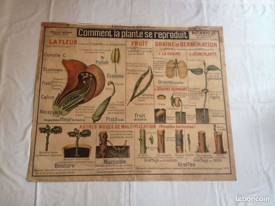 Ancienne carte d'école Botanique Armand Colin - 1