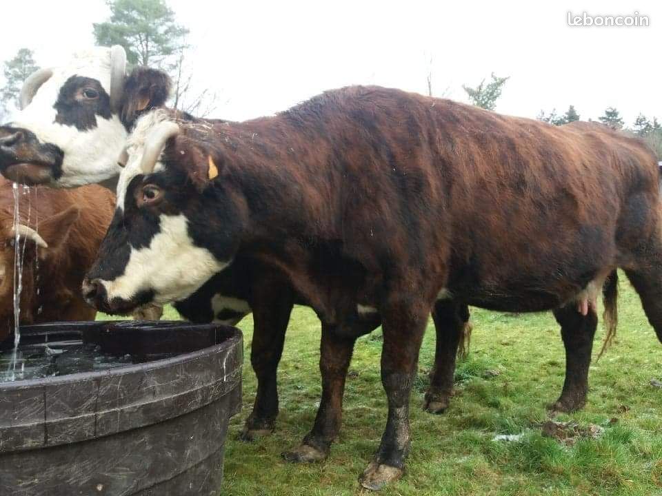 2 vaches+ 2 broutardes - 1