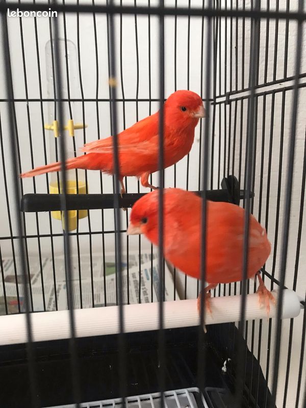 Couple canari rouge +cage... - 1