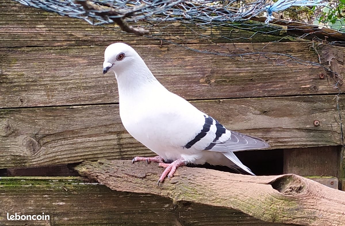 Pigeon damascène - 1