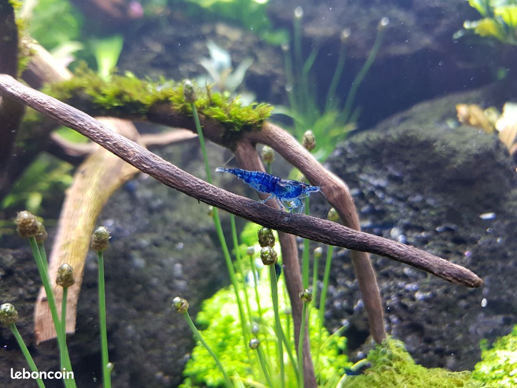 Crevettes bleues - 1