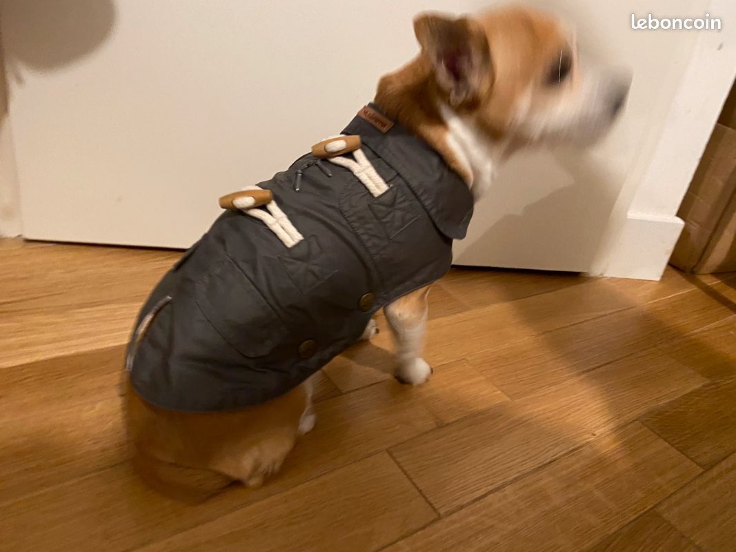 Manteau petit chien - 1