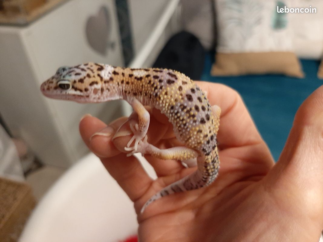 Bébé gecko léopard - 1