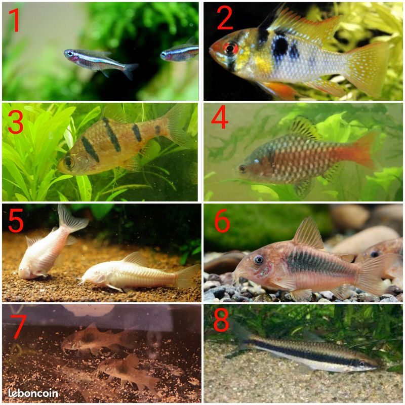 Plusieurs races de poissons d'aquarium - 1