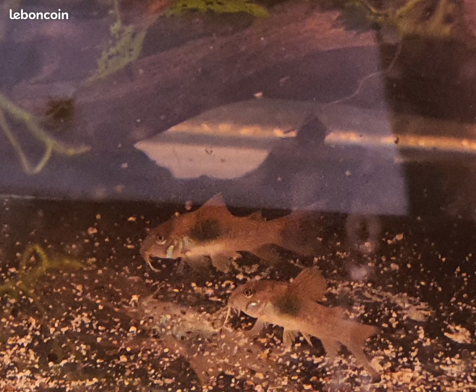 Corydoras poissons d'aquarium juvéniles - 1