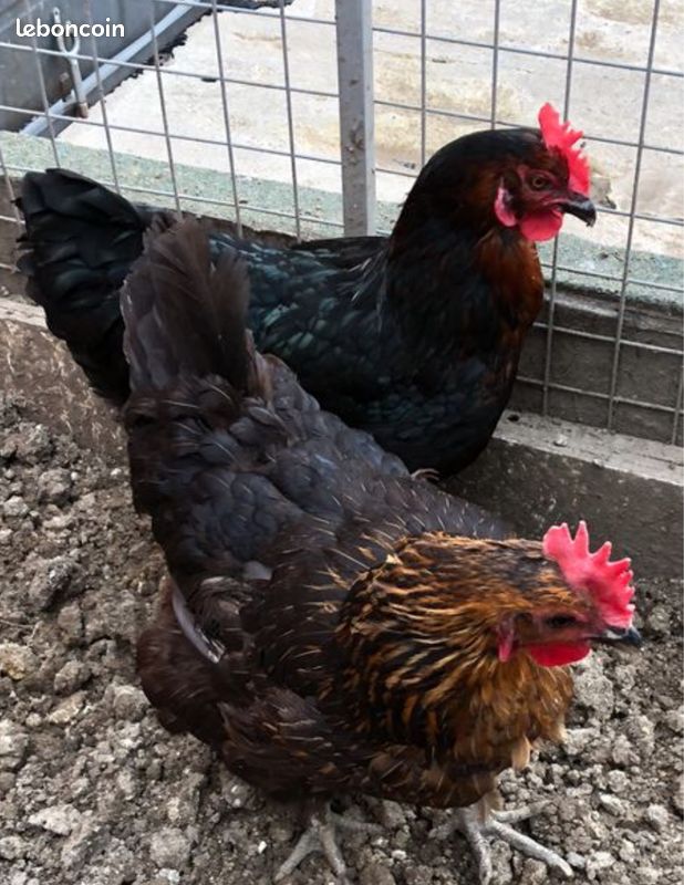 2 poules pondeuses une Marans aux œufs cuivrés, une Harco , pure race coq canard - 1