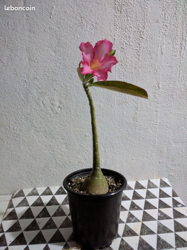 Adenium rose du desert - 1