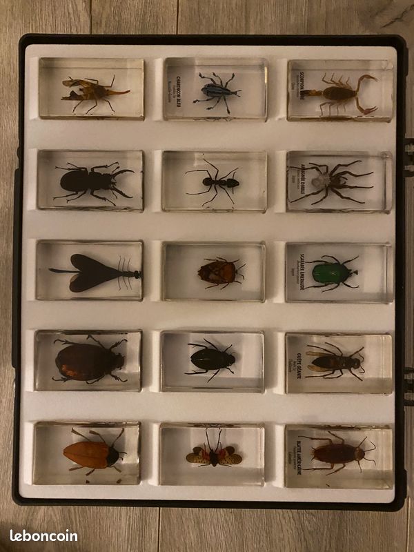 Collection d’insectes - 1