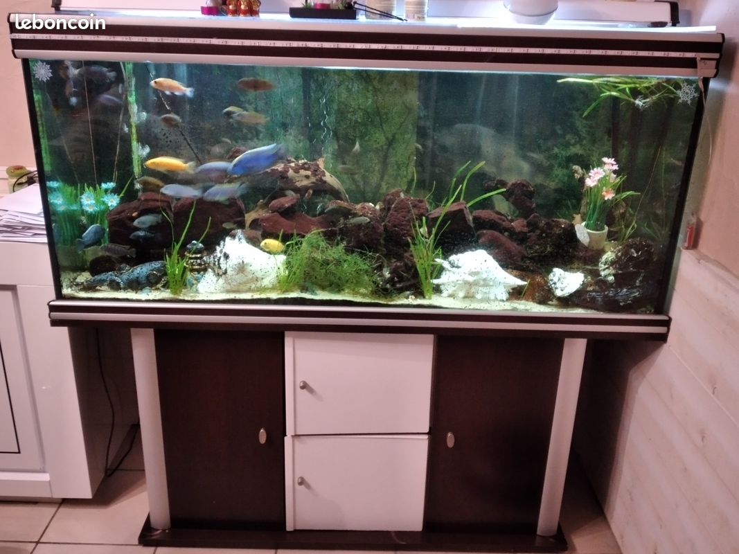 Aquarium 500l complet avec poissons - 1