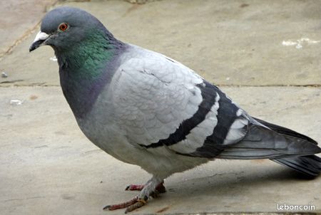 Vend pigeons contre bon soins - 1