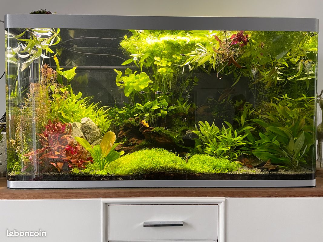 Plantes aquarium - 1
