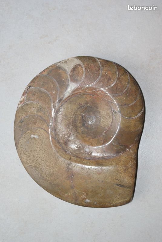 Fossile ammonite du Brésil - 1
