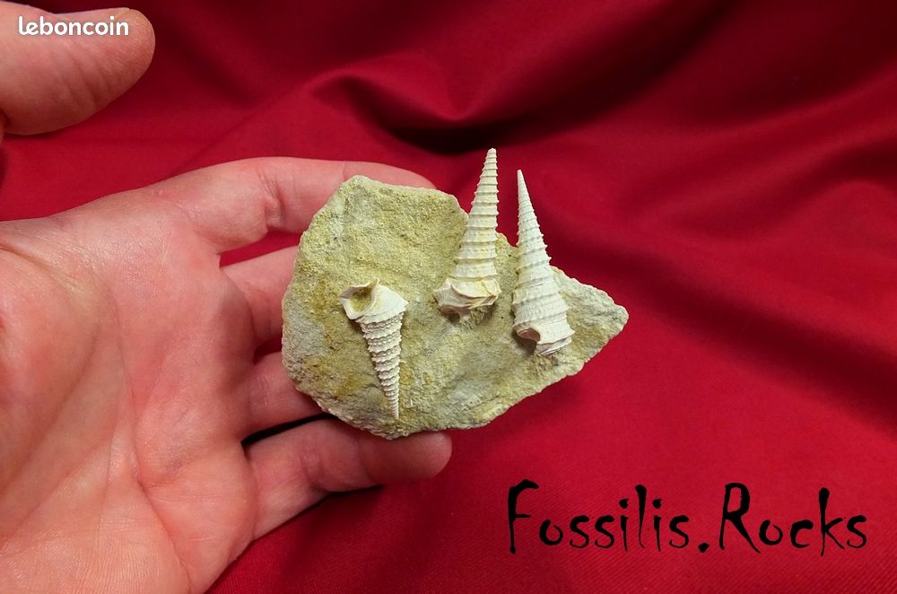 Fossile Cerithe Cérithium Fossilis.rocks - 1